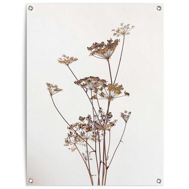 Tuinposter Bereklauw - 80x60cm - Beige product