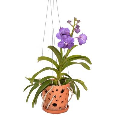 Vanda 'Botanica' in terracotta hangpot - Orchidee - Blauw - ⌀12cm - Hoogte 50cm product