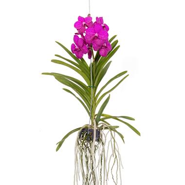 Cerice Orchidee - Vanda 'Tayanee Cerise' - Hoogte 55-65cm product