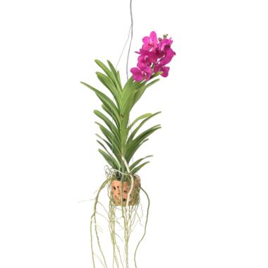 Orchidee - Vanda 'Pink' - Hoogte 45-55cm - ⌀12cm product