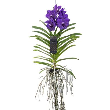 Vanda orchidee - Blauw - L - Hoogte 60cm product