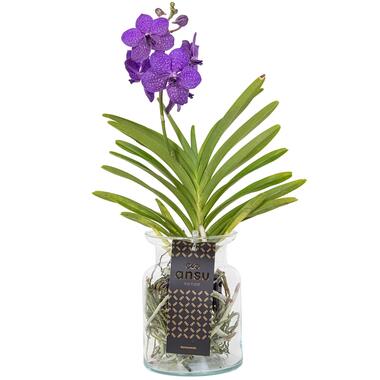 Vanda 'Bose' in vaas - Orchidee - Blauw - Hoogte 45cm product