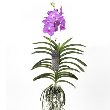 Vanda Magic XXL - Roze - Hoogte 90cm product