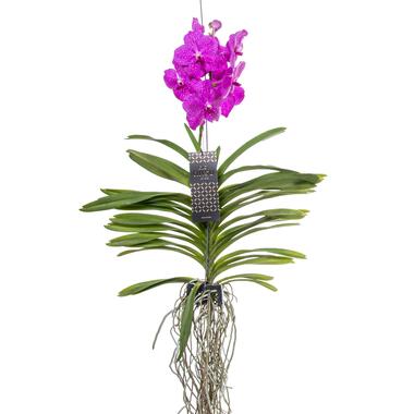 Roze Orchidee L - Vanda 'Pink' - Hoogte 55-65cm product