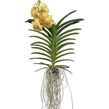 Vanda-orchidee 'Yellow Henna' - Geel - L - Hoogte 70cm product