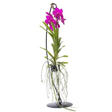 Roze Orchidee met standaard - Vanda 'Pink' - Hoogte 45-55cm product