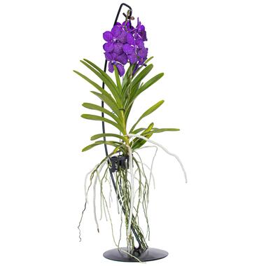 Vanda met standaard - Blauw - Hoogte standaard 70cm product