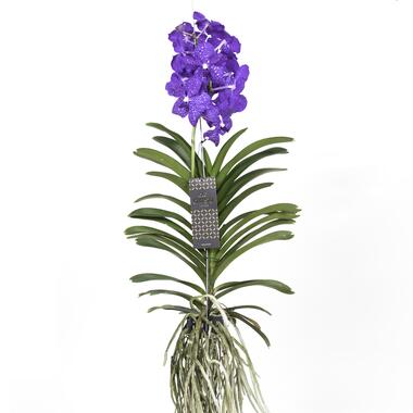 Vanda Magic XXL - Koningsblauw - Hoogte 90cm product