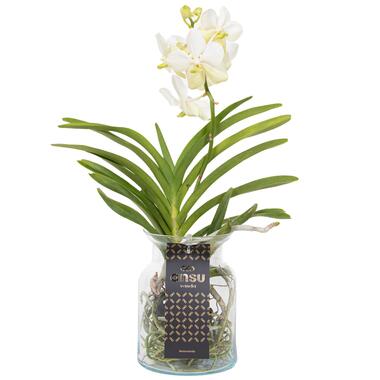 Vanda 'Bose' in vaas - Orchidee - Wit - Hoogte 45cm product