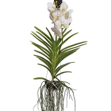 Vanda orchidee - Wit - L - Hoogte 60cm product