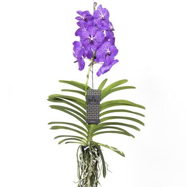 Vanda orchidee - Lila - L - Hoogte 60cm product