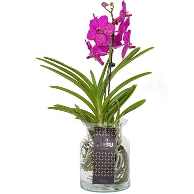 Vanda 'Bose' in vaas - Orchidee - Kers - Hoogte 45cm product