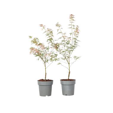 Acer palmatum 'Taylor' - Set van 2 - Japanse esdoorn - ø15cm - Hoogte 35-55cm product