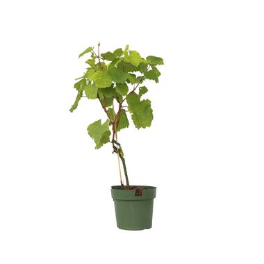 Vitis vinifera ‘Vanessa XL' - Druivenplant - ⌀21cm - Hoogte 60-75cm product