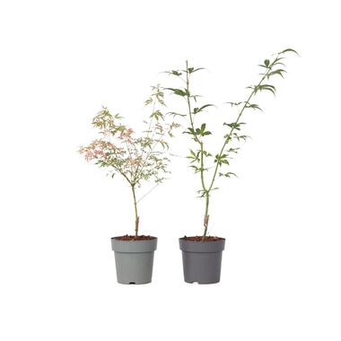 Acer palmatum Ukigumo & Taylor - Japanse esdoorn - ø15cm - hoogte 35-55cm product