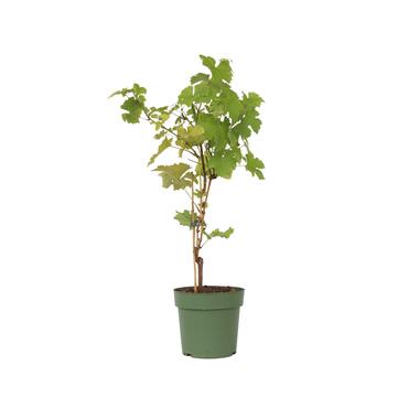 Vitis vinifera ‘Himrod' - Druivenplant - ⌀21cm - Hoogte 60-75cm product