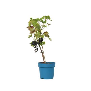 Druivenplant - Vitis vinifera ‘Nero’ - Hoogte 60-75cm - ⌀21cm product