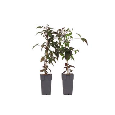 Clematis montana 'Fragrant Spring' - 2 stuks - Bosrank - ⌀50cm - Hoogte 60-70cm product