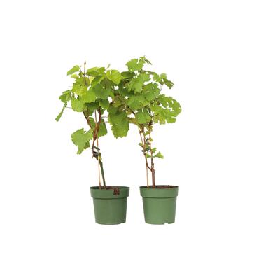 Wijnmix - Vitis ‘Himrod’ en ‘Vanessa’ - Set van 2 - ⌀21cm - Hoogte 60-75cm product