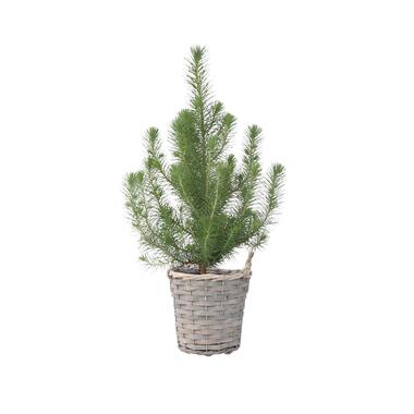 Pinus Pinea - Italiaanse Pijnboom + Decoratieve Mand - Hoogte 40-50cm - Pot 15cm product