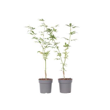 Acer palmatum 'Ukigumo' - set van 2 - Japanse Esdoorn - ⌀15cm - Hoogte 35-55cm product