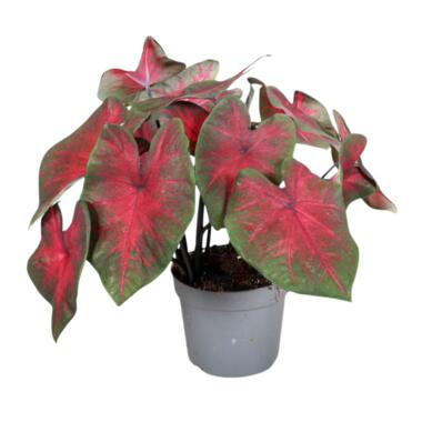 Engelenvleugels - Caladium 'Postman Joyner' - Hoogte 25-40cm - ⌀12cm product