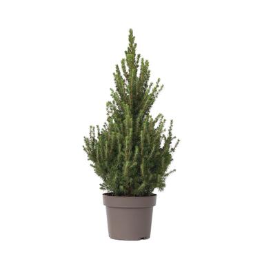 Dwergspar - Picea glauca conica 'December' - Hoogte 75-85cm - ø21cm product