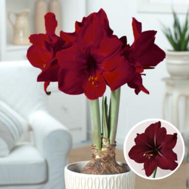 Amaryllis - Set van 2 - Hippeastrum - Bloembollen - Donkerrode bloemen product