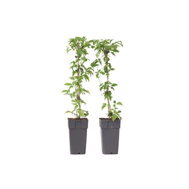 Bosrank - Set van 2 - Clematis montana 'Grandiflora' - Hoogte 60-70cm - ⌀15cm product