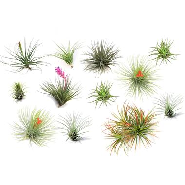 Luchtplantjes - Set van 12 - Tillandsia - Hoogte 5-15cm - ⌀5cm product