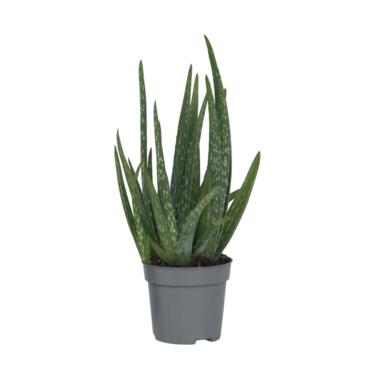 Aloë vera - Aloe barbadensis - Hoogte 25-40cm - ⌀10,5cm product