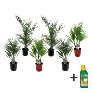 Tuinpalmen met plantenvoeding - Set van 6 - Hoogte 50-70cm - ⌀15cm product