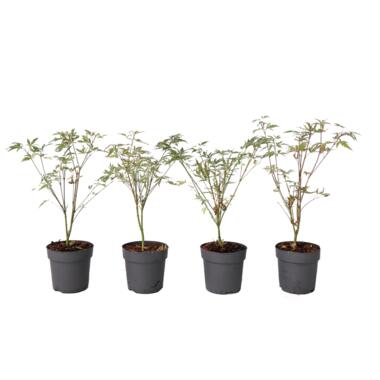 Japanse Esdoorn - Set van 4 - Acer 'Butterfly' - Hoogte 25-40cm - ⌀10,5cm product