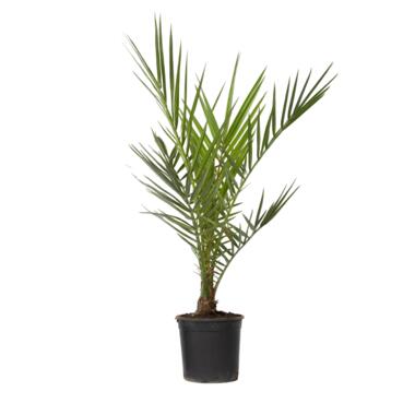 Canarische Dadelpalm - Phoenix canariensis - Hoogte 50-60cm - ⌀15cm product