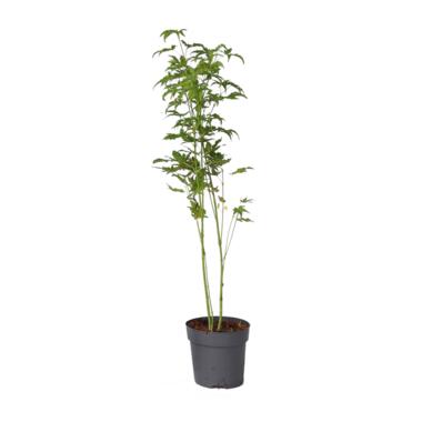 Japanse Esdoorn - Acer palmatum 'Going Green' - Hoogte 25-40cm - ⌀10,5cm product