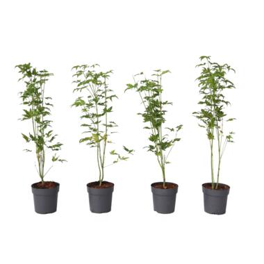 Japanse Esdoorn - Set van 4 - Acer 'Going Green' - Hoogte 25-40cm - ⌀10,5cm product