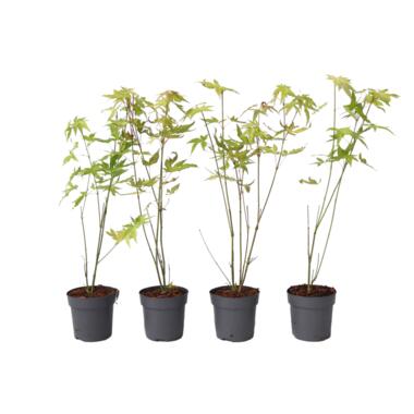 Japanse Esdoorn - Set van 4 - Acer 'Orange Dream' - Hoogte 25-40cm - ⌀10,5cm product