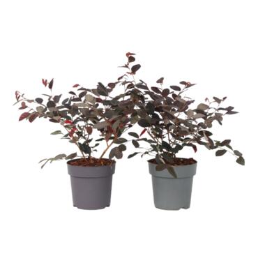 Heksenstruik - Set van 2 - Loropetalum 'Fire Dance' - Hoogte 30-40cm - ⌀15cm product