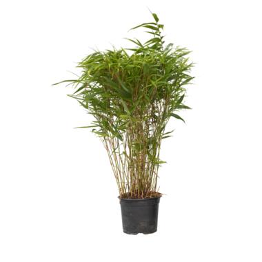 Bamboe - Fargesia nitida 'Gansu' - Hoogte 50-70cm - ⌀17cm product