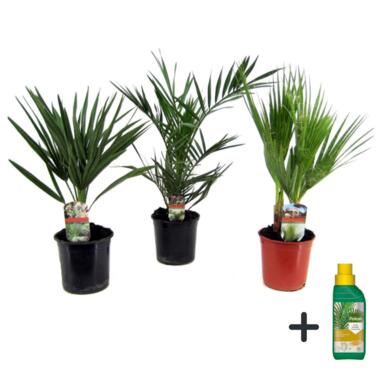 Tuinpalmen met plantenvoeding - Set van 3 - Hoogte 50-70cm - ⌀15cm product