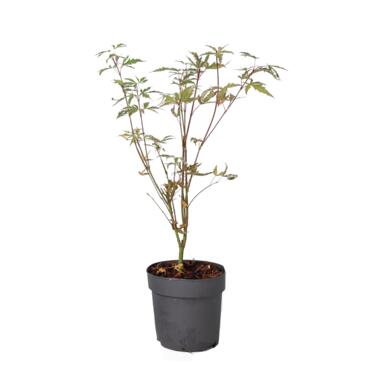 Japanse Esdoorn - Acer palmatum 'Butterfly' - Hoogte 25-40cm - ⌀10,5cm product