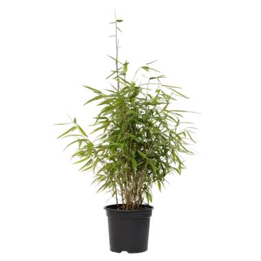 Bamboe - Fargesia nitida 'Red Dragon' - Hoogte 60-80cm - ⌀17cm product