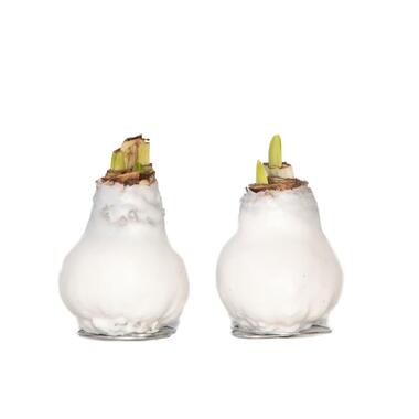 Amaryllis - Hippeastrum 'Wax White' - Bloembol - Rood