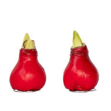 Amaryllis - Hippeastrum 'Wax Red' - Bloembol - Rood