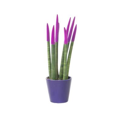 Vrouwentong - Sansevieria cylindrica - Hoogte 20-40cm - ⌀9cm product