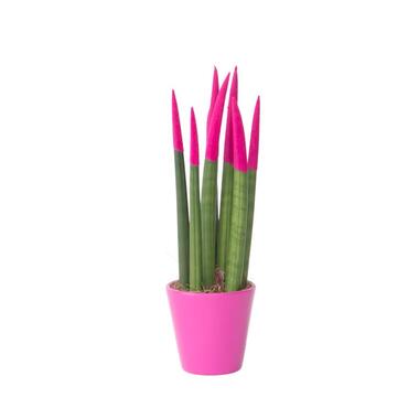Vrouwentong - Sansevieria cylindrica - Hoogte 20-40cm - ⌀9cm product