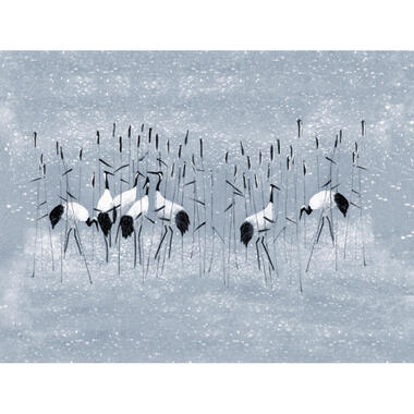 Sanders & Sanders fotobehang - kraanvogels - blauw - 371 x 280 cm - 640900 product
