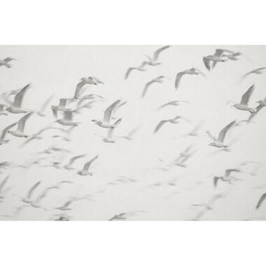Sanders & Sanders fotobehang - vogels - grijs - 424 x 280 cm - 640891 product