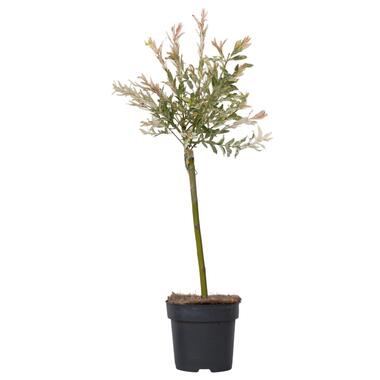 Bonte Wilg - Salix integra ´Flamingo' - Hoogte 60-80cm - Pot 17cm product