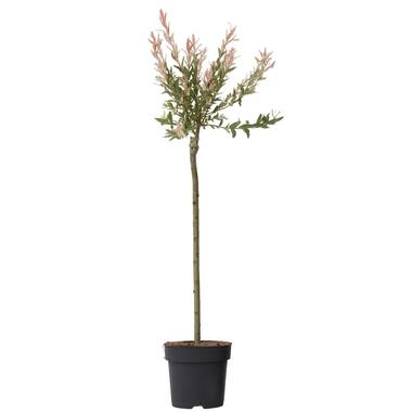 Bonte Wilg - Salix integra ´Flamingo' - Hoogte 90-110cm - Pot 19cm product